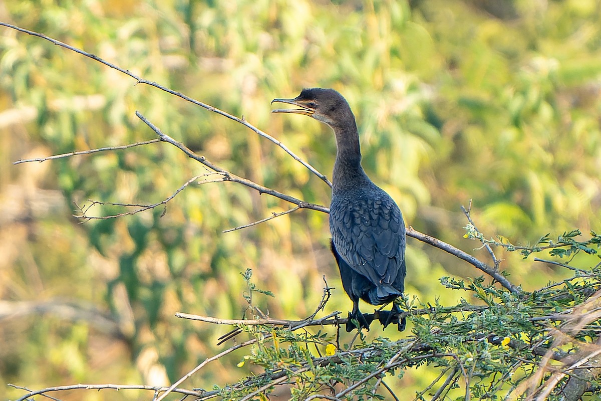 Long-tailed Cormorant - ML605022511