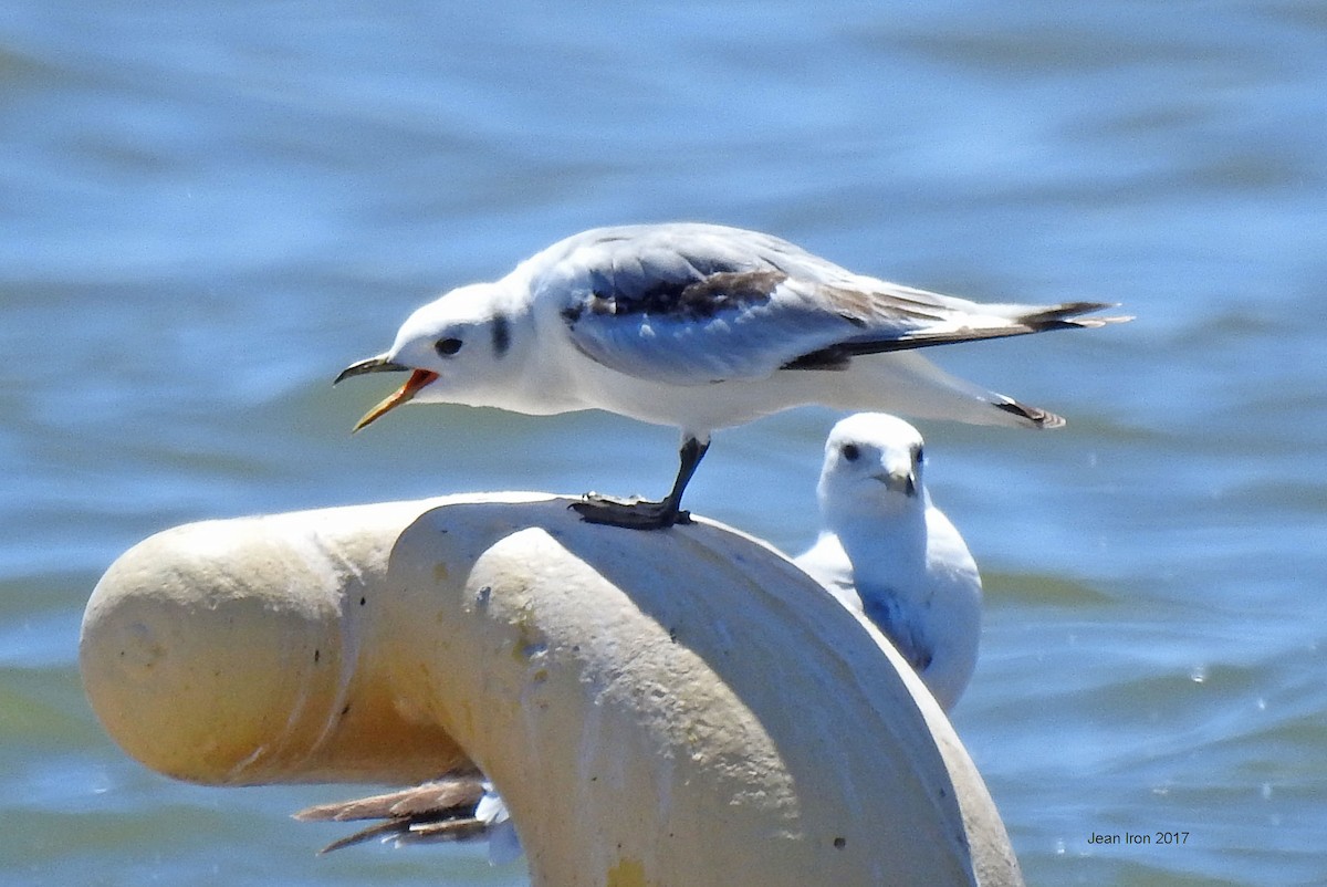 Black-legged Kittiwake - ML60502381