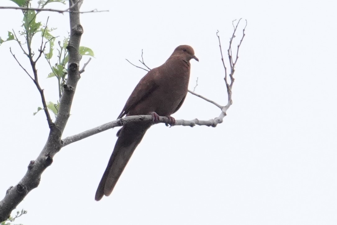 Barusan Cuckoo-Dove - Steve Kornfeld