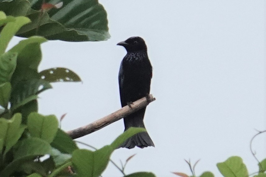 Hair-crested Drongo (Mentawai) - ML605024851