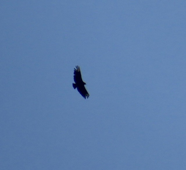 Black Vulture - ML605024921