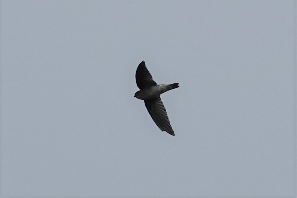 Plume-toed Swiftlet - Steve Kornfeld