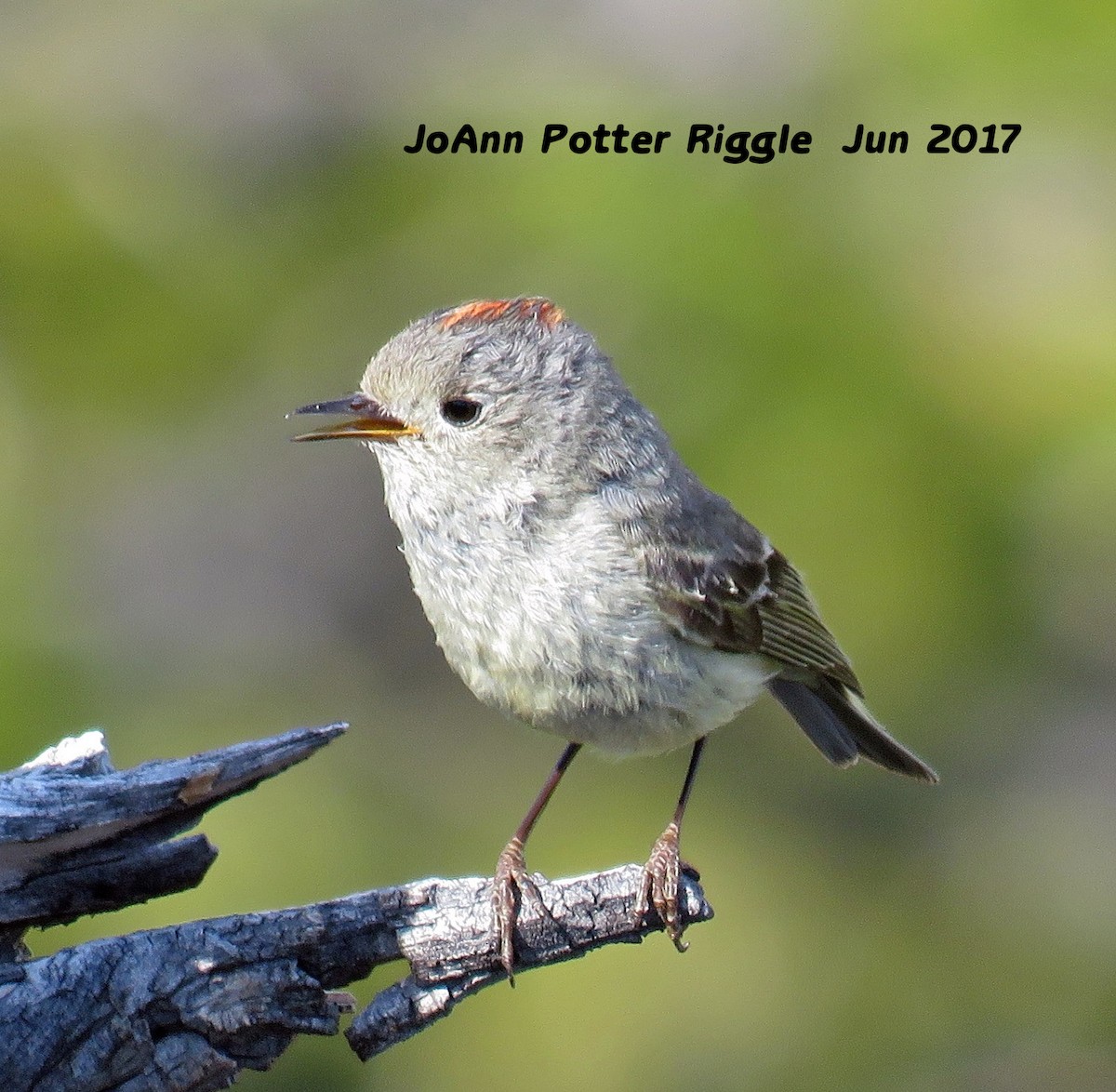 Ruby-crowned Kinglet - ML60502531