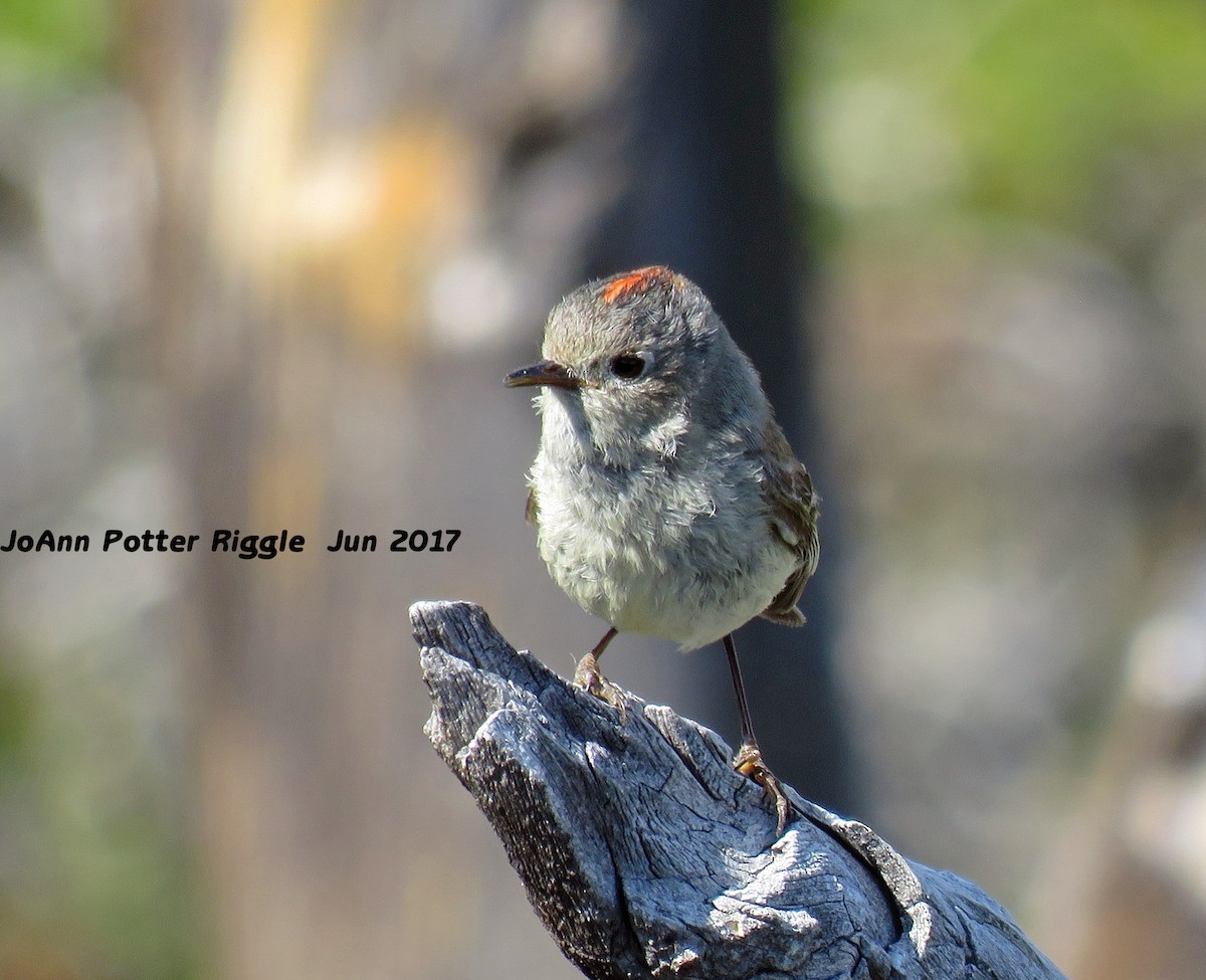 Ruby-crowned Kinglet - JoAnn Potter Riggle 🦤