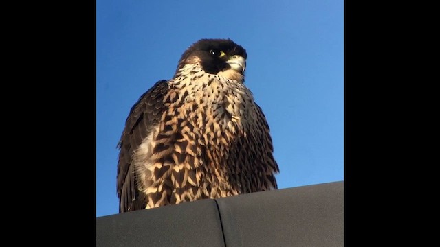 Peregrine Falcon (South American) - ML605027461