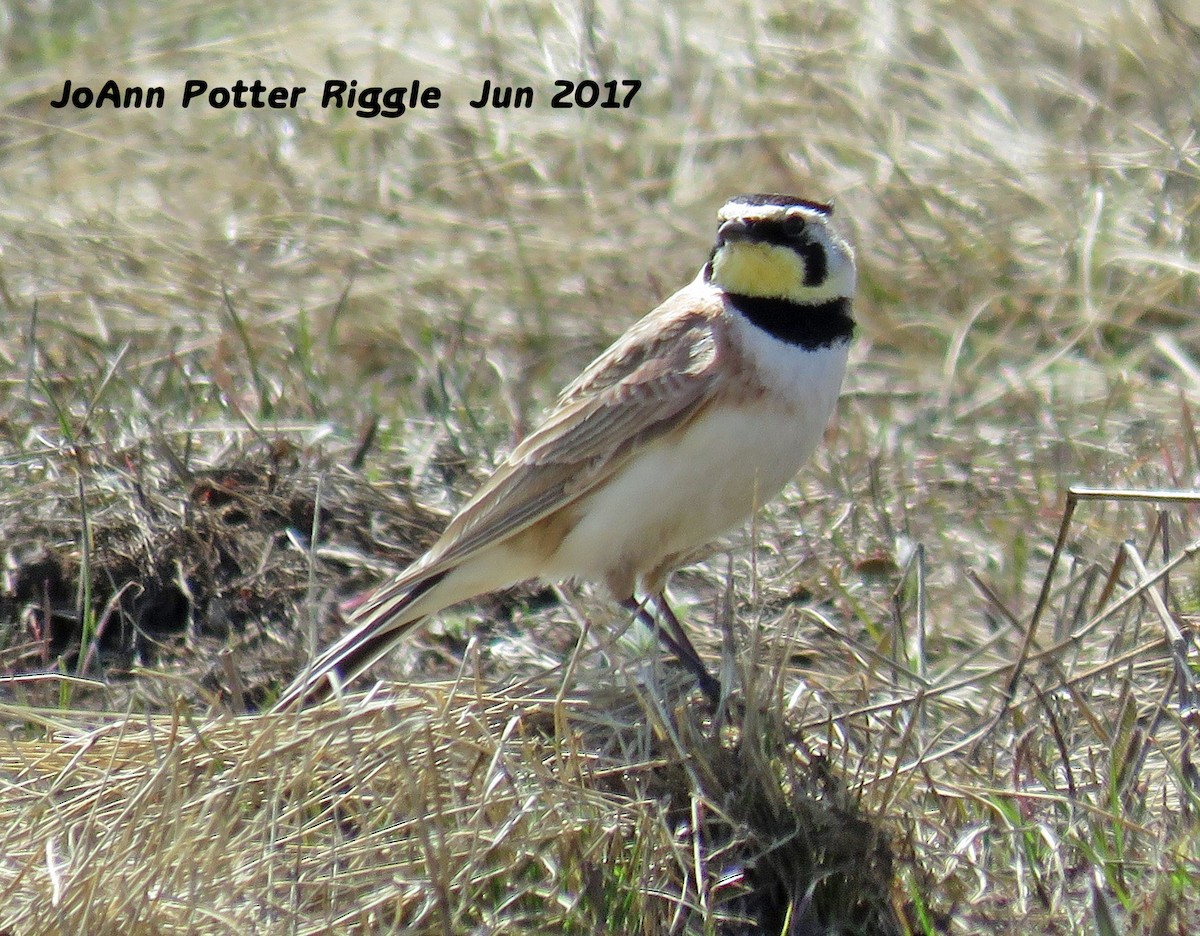 Horned Lark - ML60502751