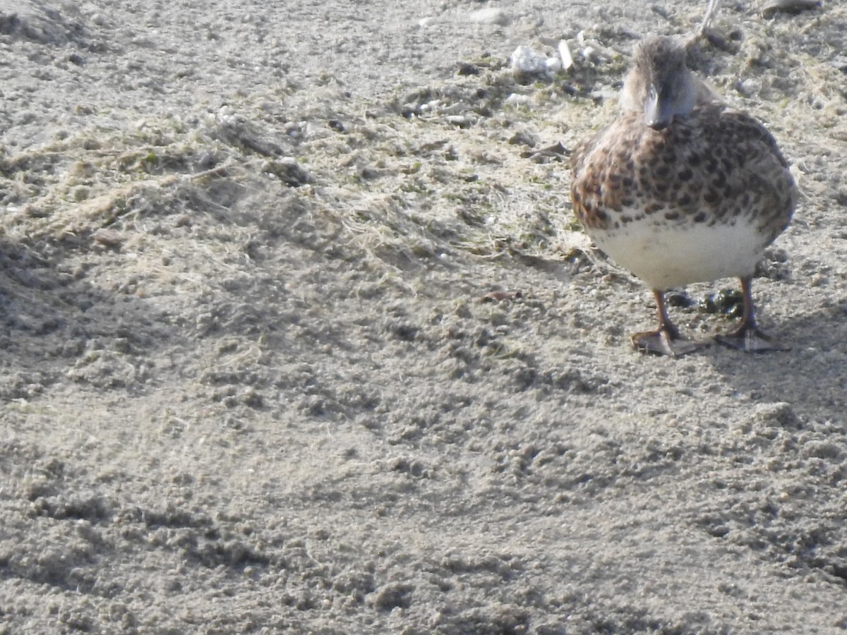 American Wigeon - ML605028011