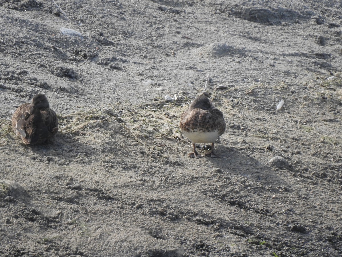 American Wigeon - ML605028021