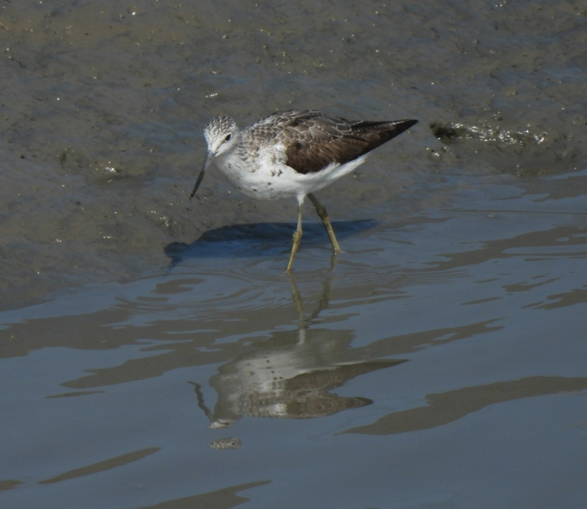 Common Greenshank - Young Gul Kim