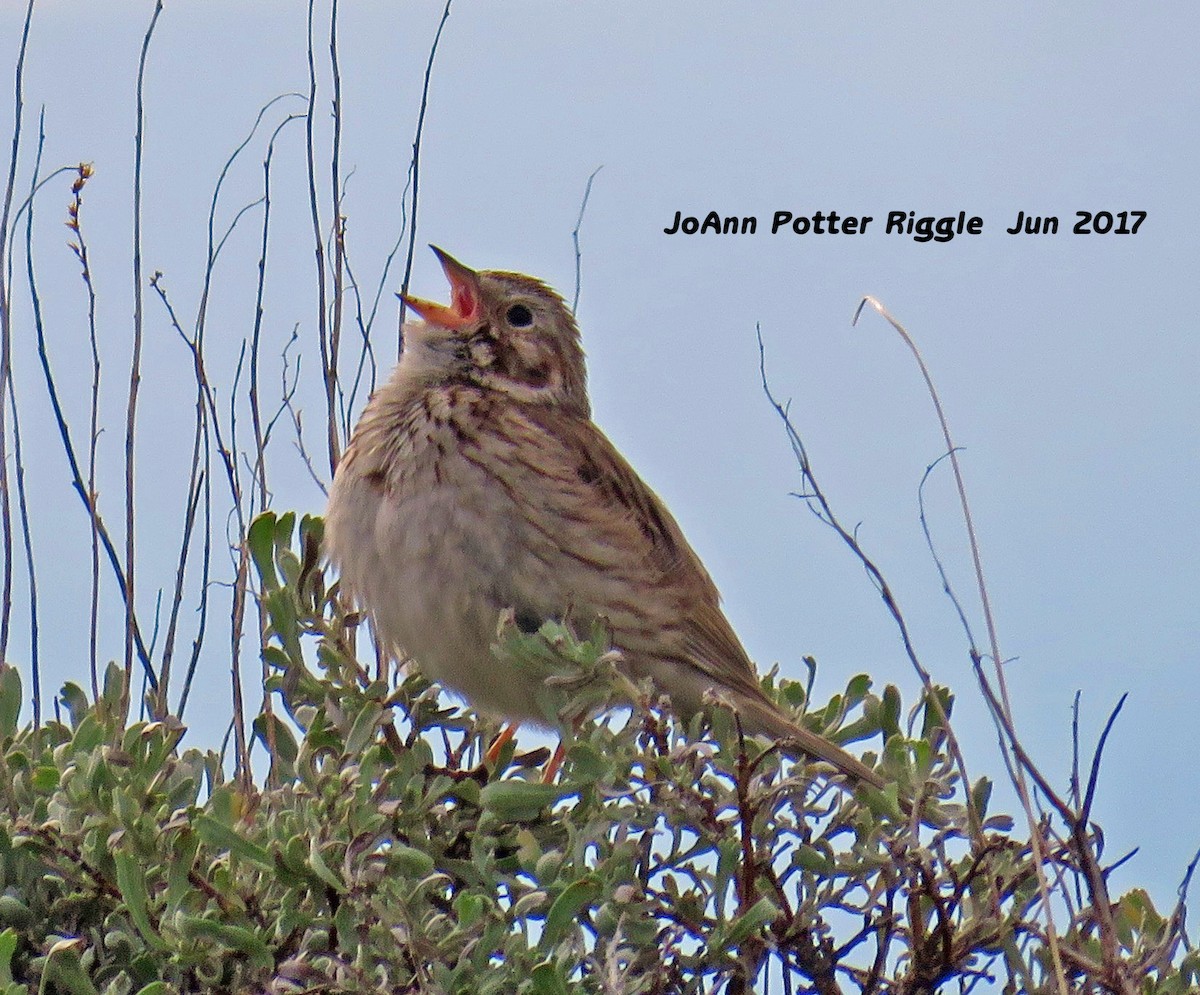 Vesper Sparrow - JoAnn Potter Riggle 🦤