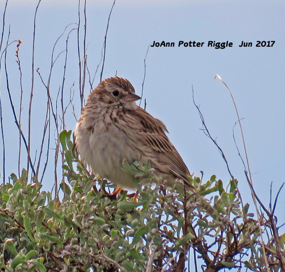 Vesper Sparrow - JoAnn Potter Riggle 🦤