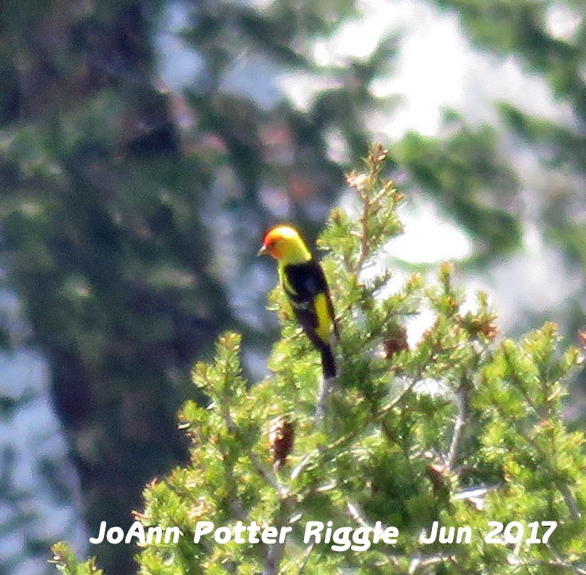Western Tanager - JoAnn Potter Riggle 🦤
