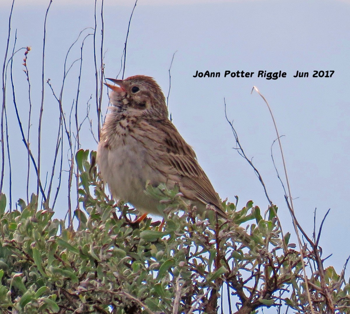 Vesper Sparrow - JoAnn Potter Riggle 🦤