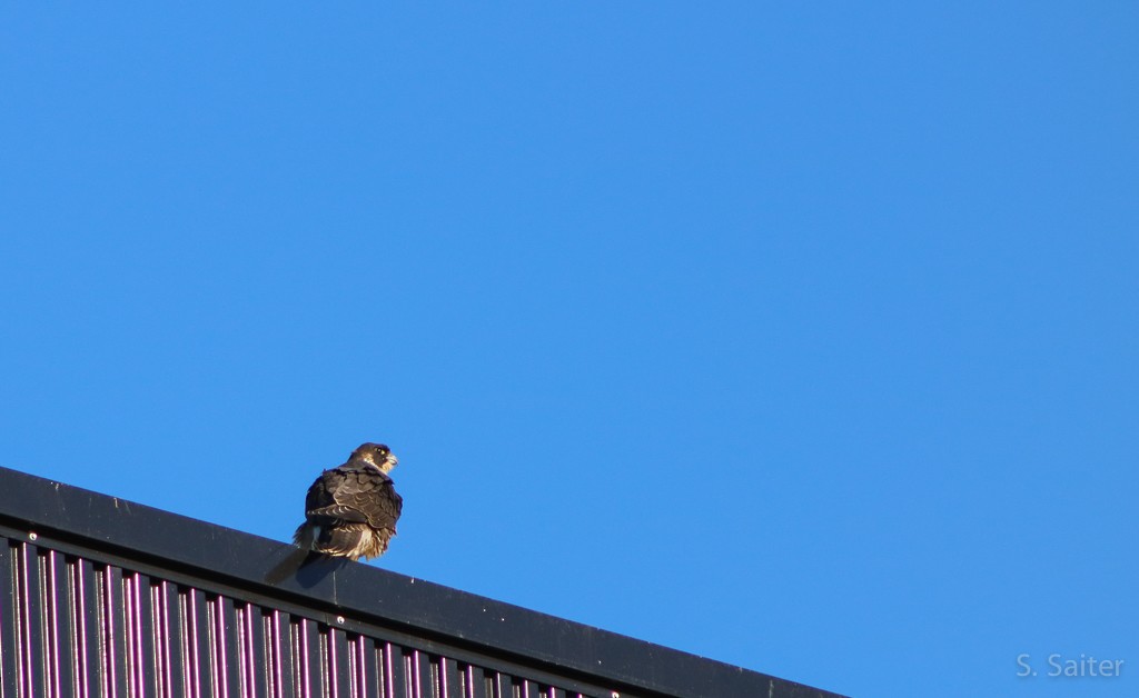 Peregrine Falcon (South American) - Sebastián Saiter Villagrán