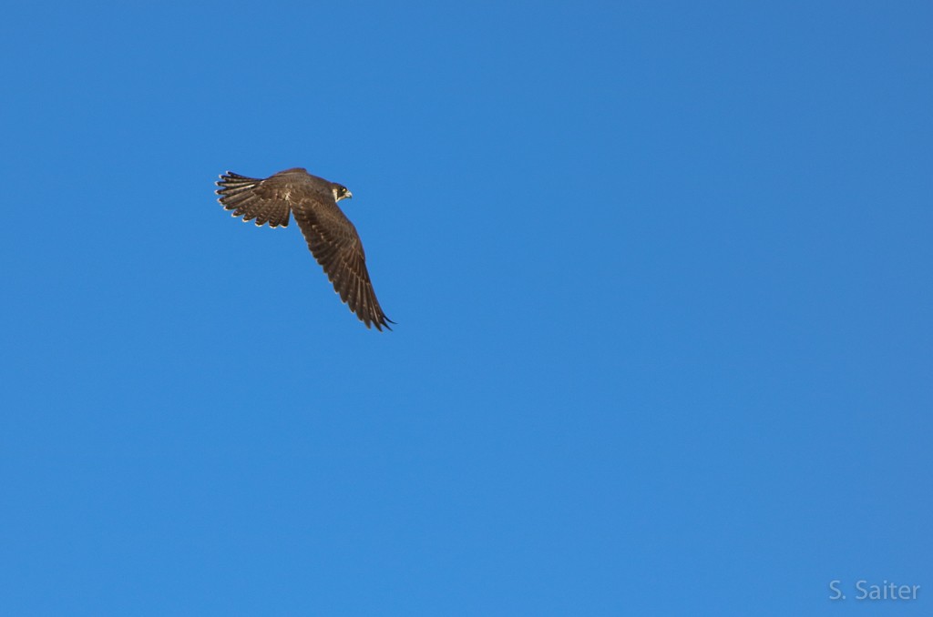 Peregrine Falcon (South American) - Sebastián Saiter Villagrán