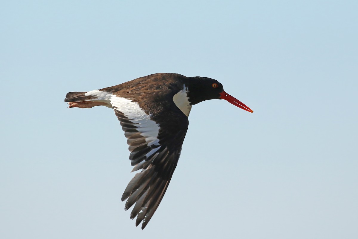 American Oystercatcher - ML605028851