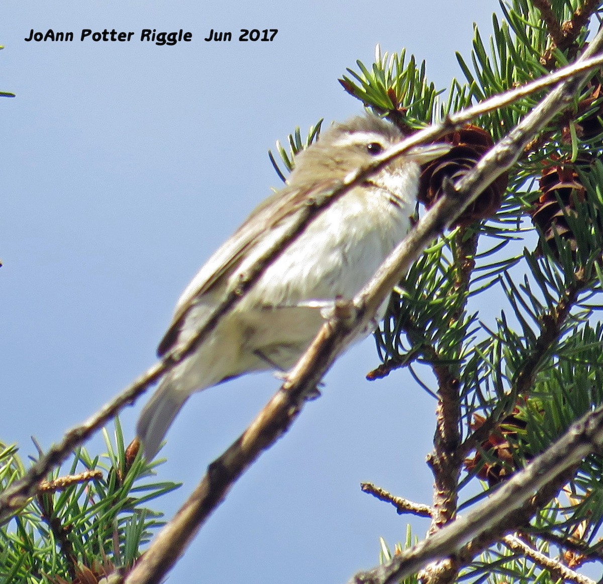 Warbling Vireo - ML60502891