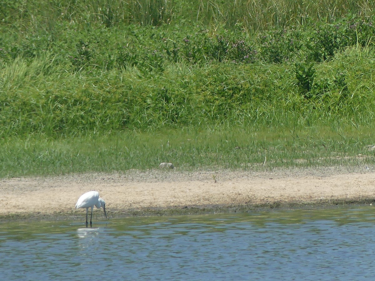Reddish Egret - ML605028961