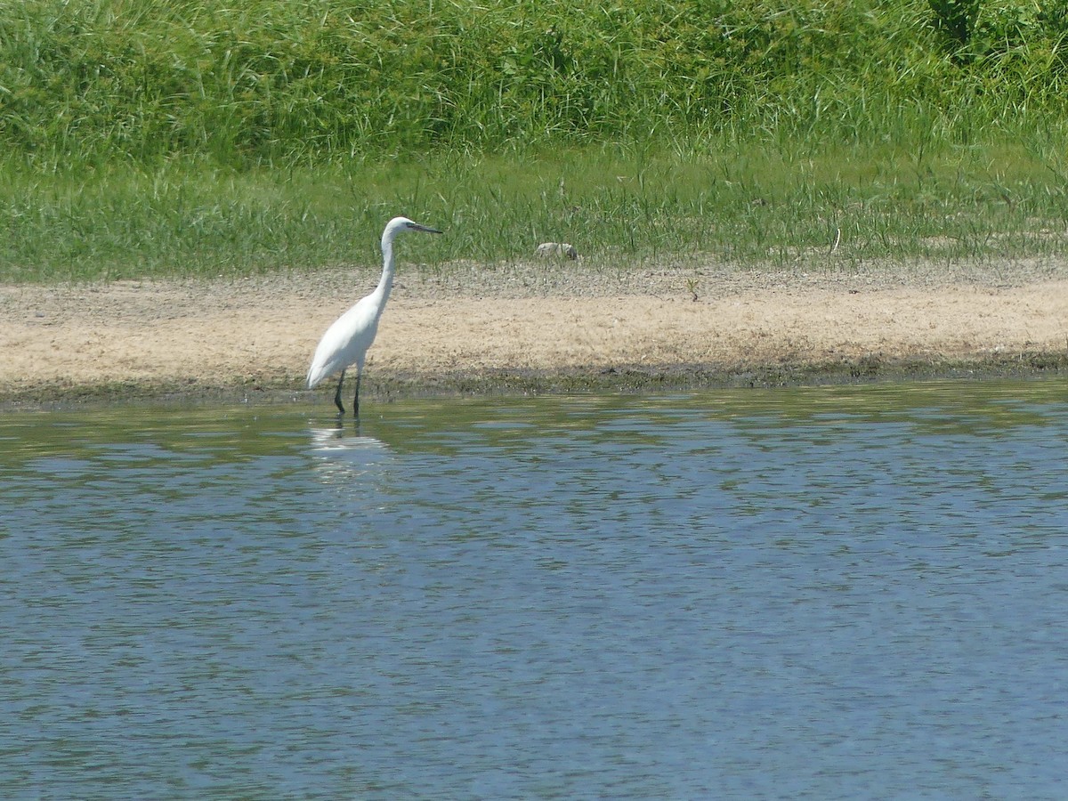 Reddish Egret - ML605028971