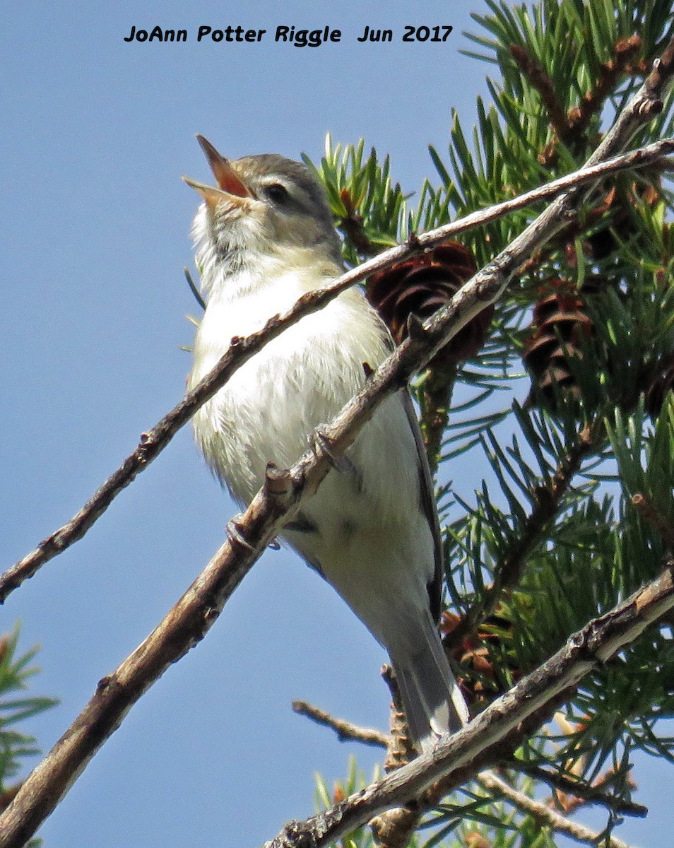 Warbling Vireo - ML60502901