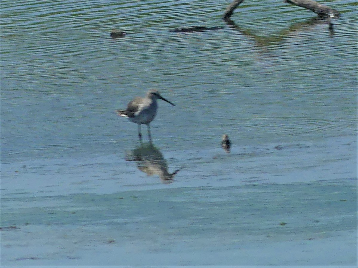 Stilt Sandpiper - ML605029211