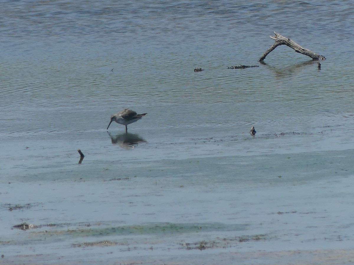 Stilt Sandpiper - ML605029221