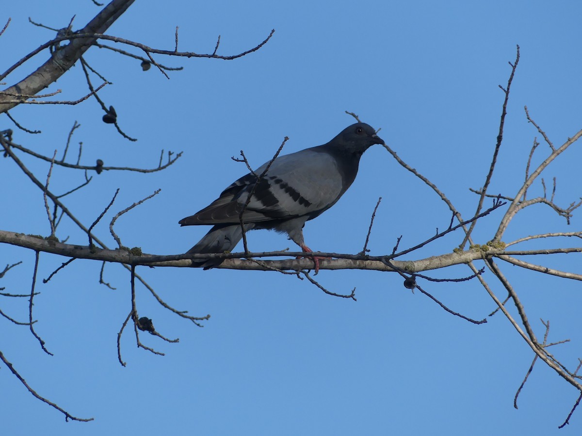 Rock Pigeon (Feral Pigeon) - ML605029681