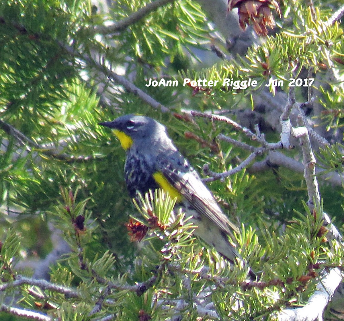 Yellow-rumped Warbler (Audubon's) - ML60502981