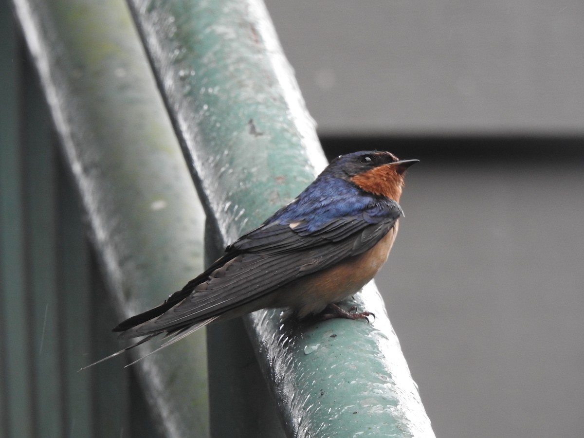 Barn Swallow - Victoria Vosburg