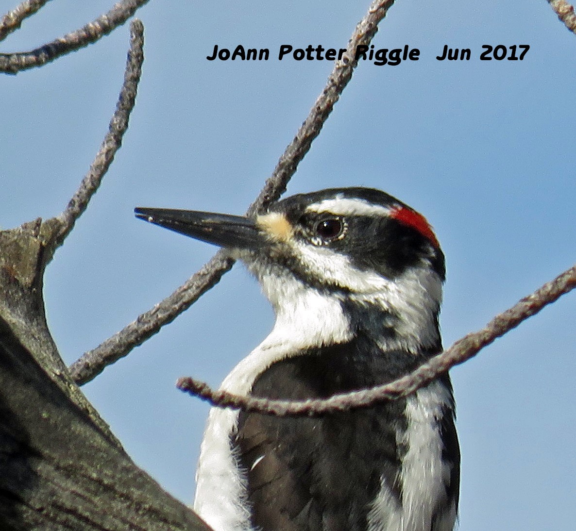 Hairy Woodpecker - JoAnn Potter Riggle 🦤