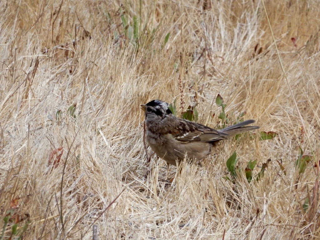 White-crowned Sparrow - ML605030591