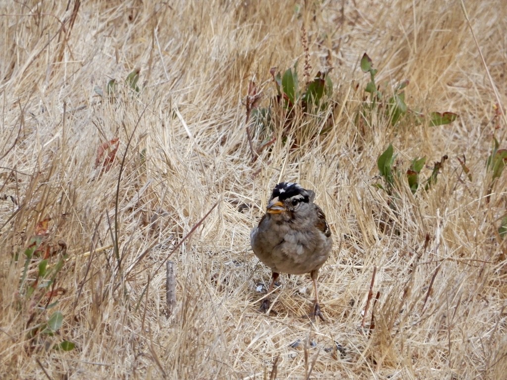 White-crowned Sparrow - ML605030601
