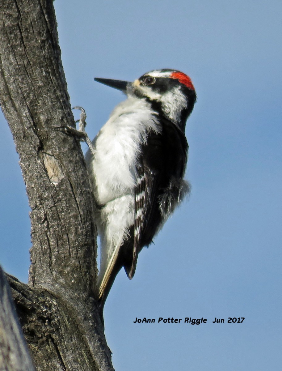 Hairy Woodpecker - JoAnn Potter Riggle 🦤