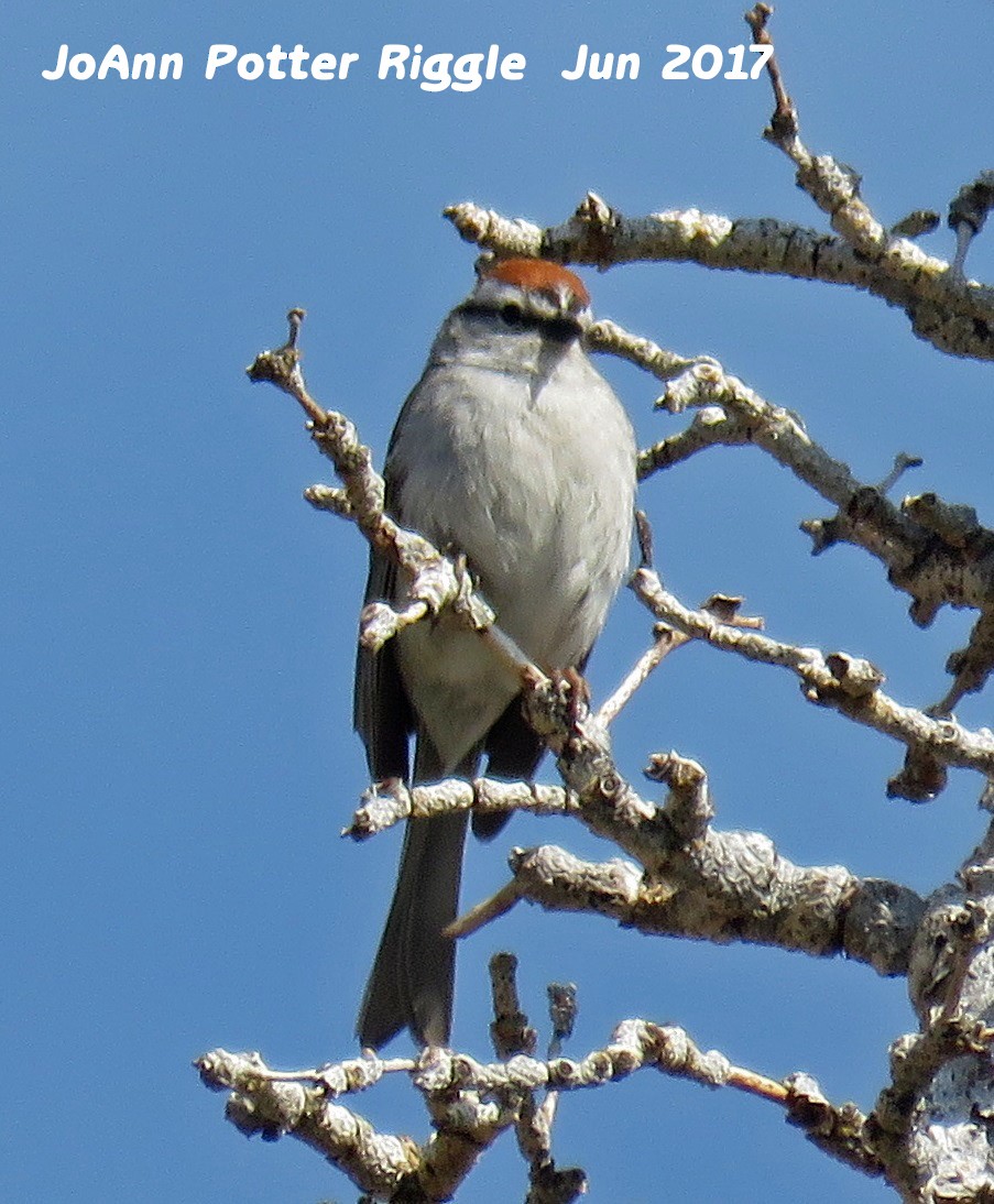 Chipping Sparrow - ML60503101