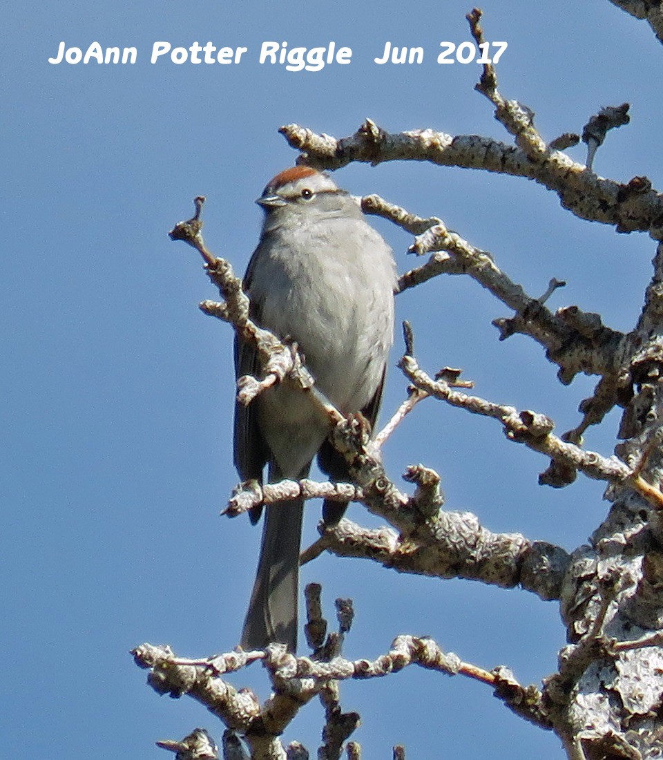 Chipping Sparrow - ML60503111