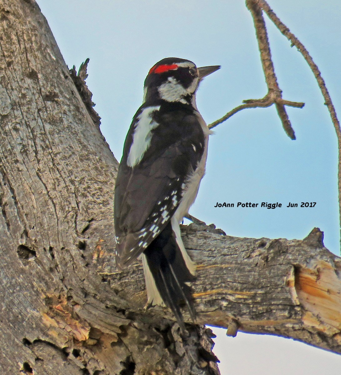 Hairy Woodpecker - JoAnn Potter Riggle 🦤