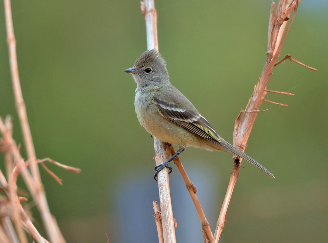 Yellow-bellied Elaenia - Júlio César Machado