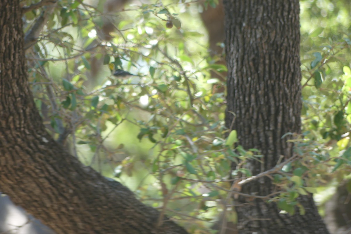 Golden-cheeked Warbler - ML605032251