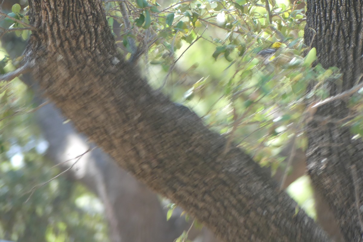 Golden-cheeked Warbler - ML605032261