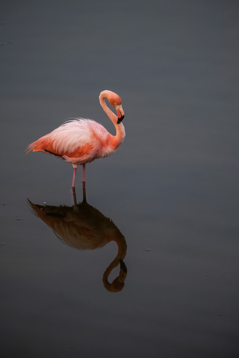 American Flamingo - Eric Schertler