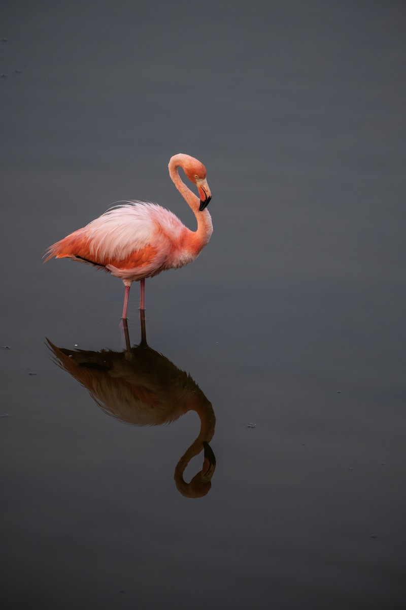 Flamant des Caraïbes - ML605032531