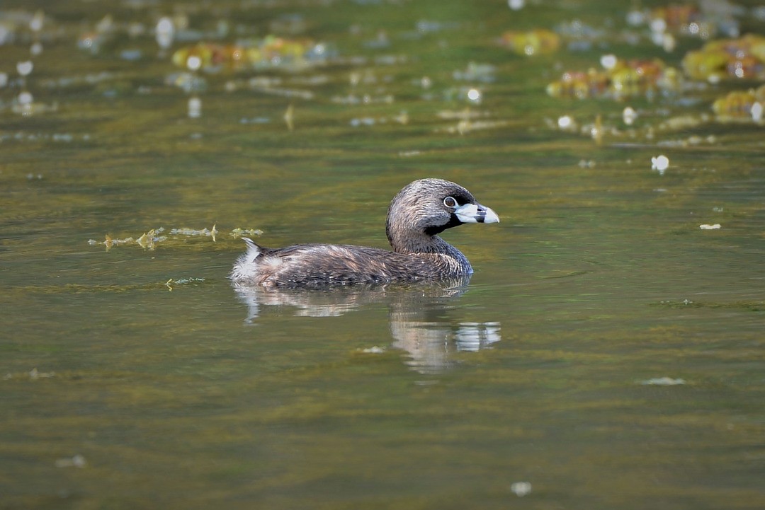 Pied-billed Grebe - ML605032541