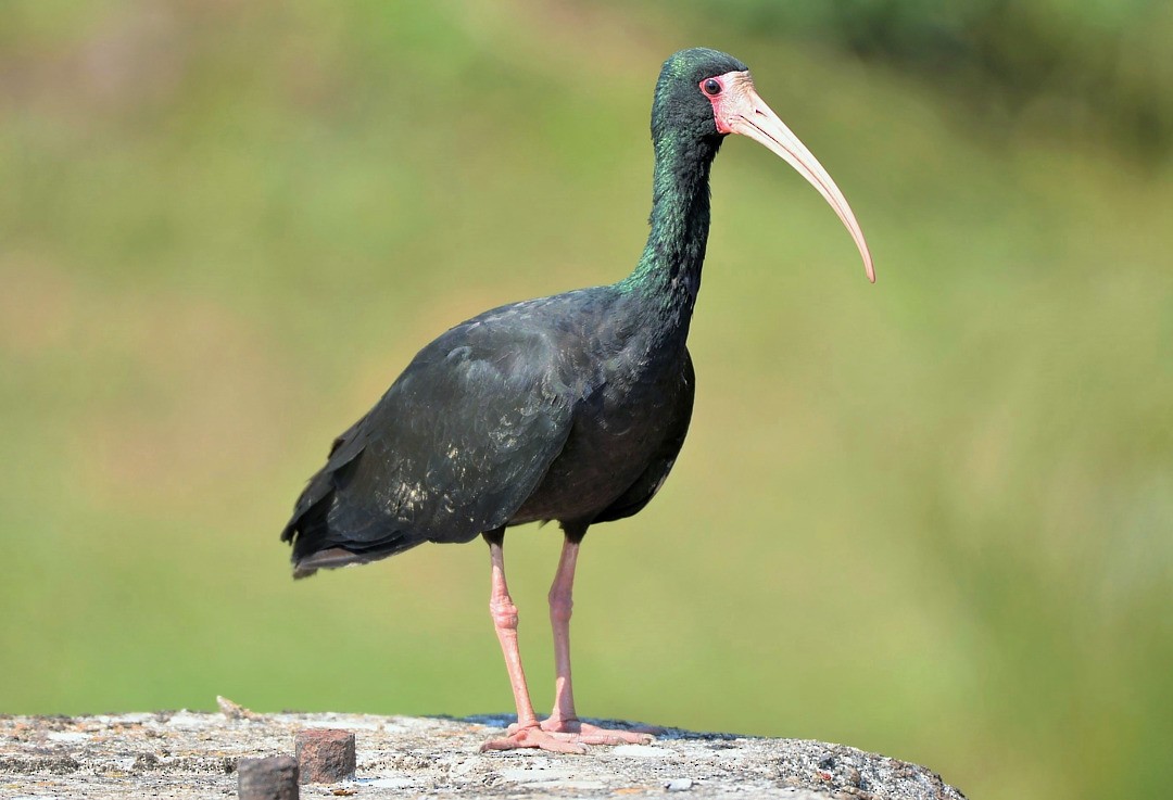 ibis tmavý - ML605032631
