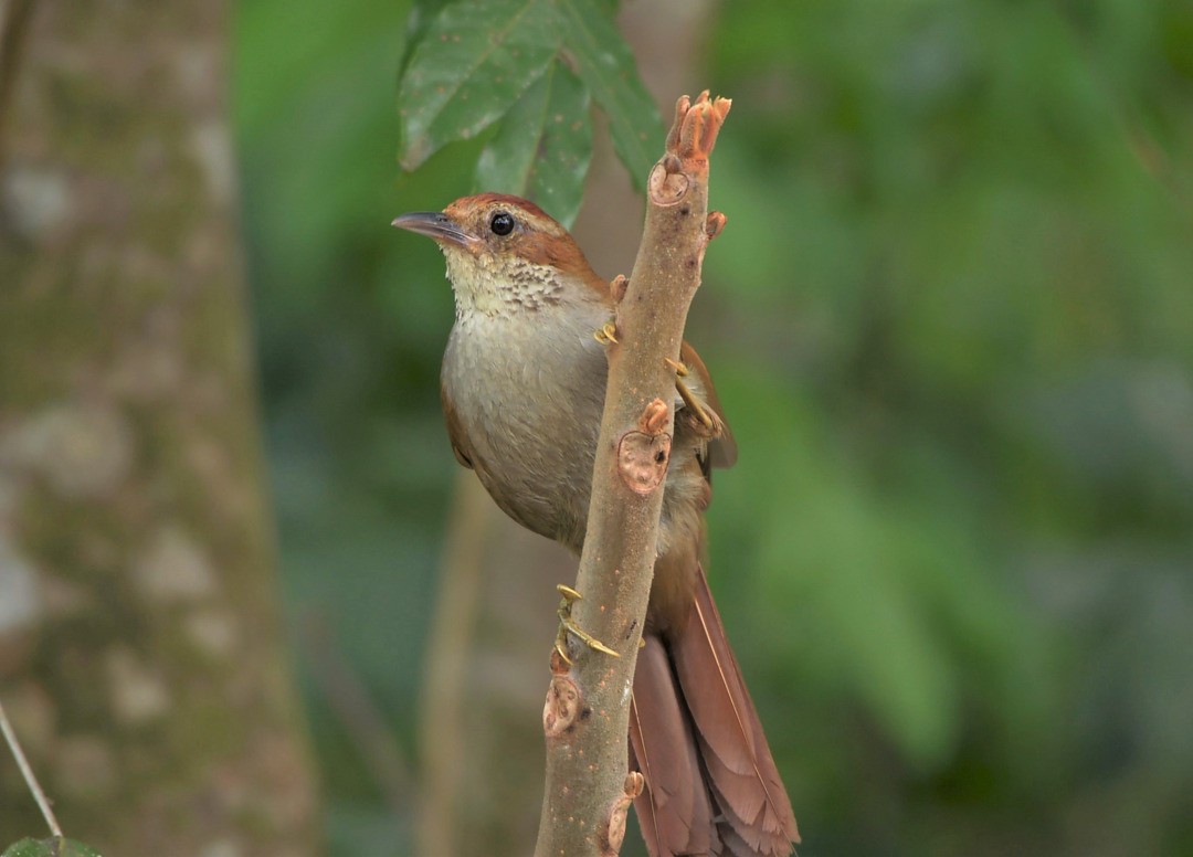 Canebrake Groundcreeper - Júlio César Machado