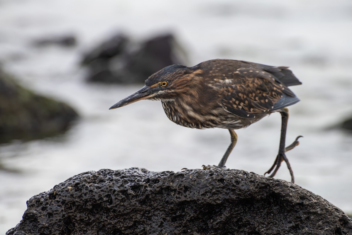 Striated Heron (Galapagos) - ML605032741