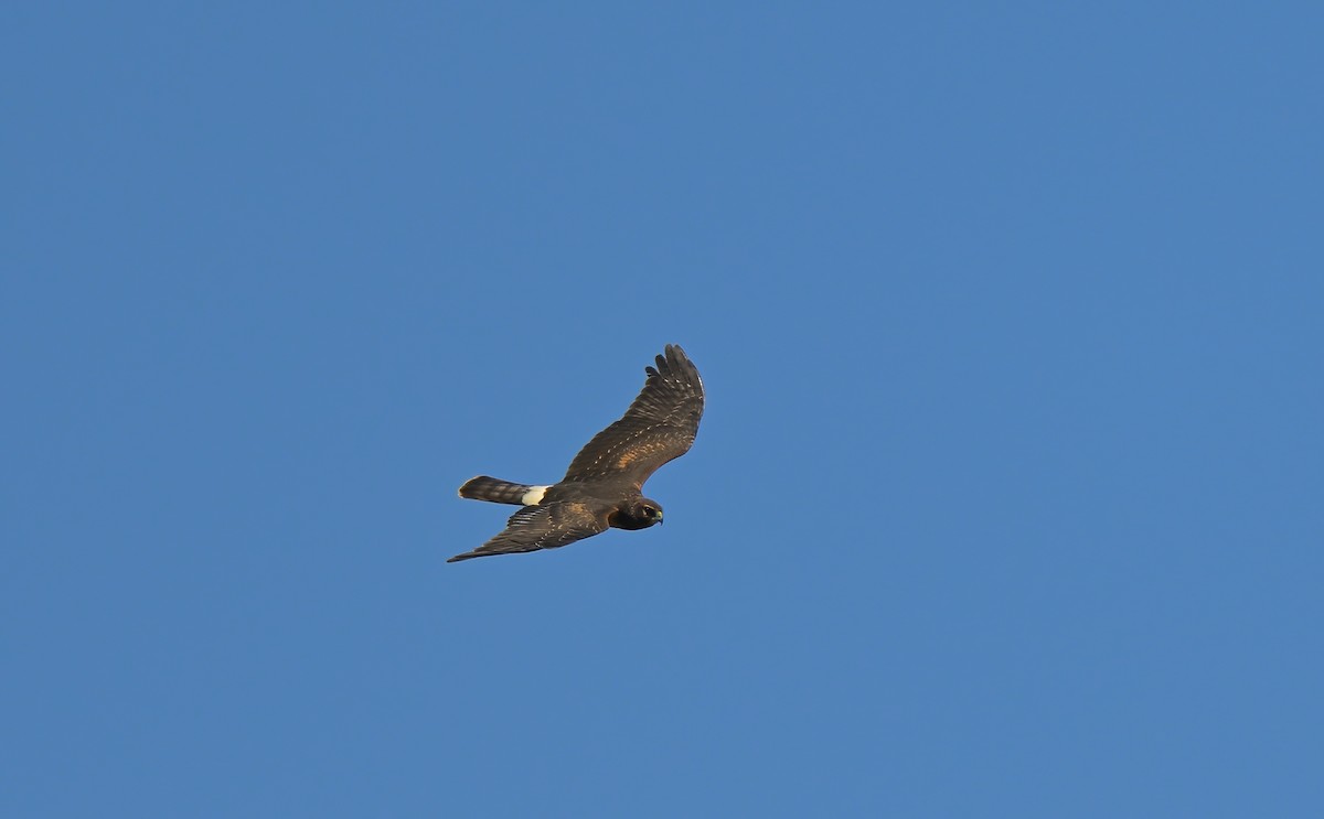 Northern Harrier - ML605033771