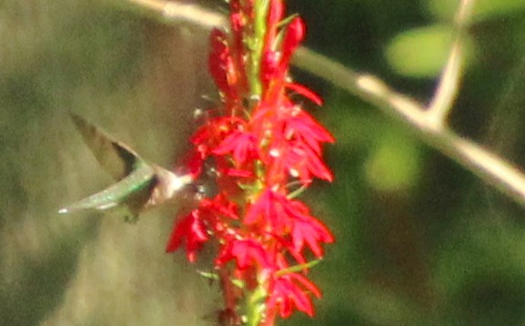 Рубиновогорлый колибри - ML605033911