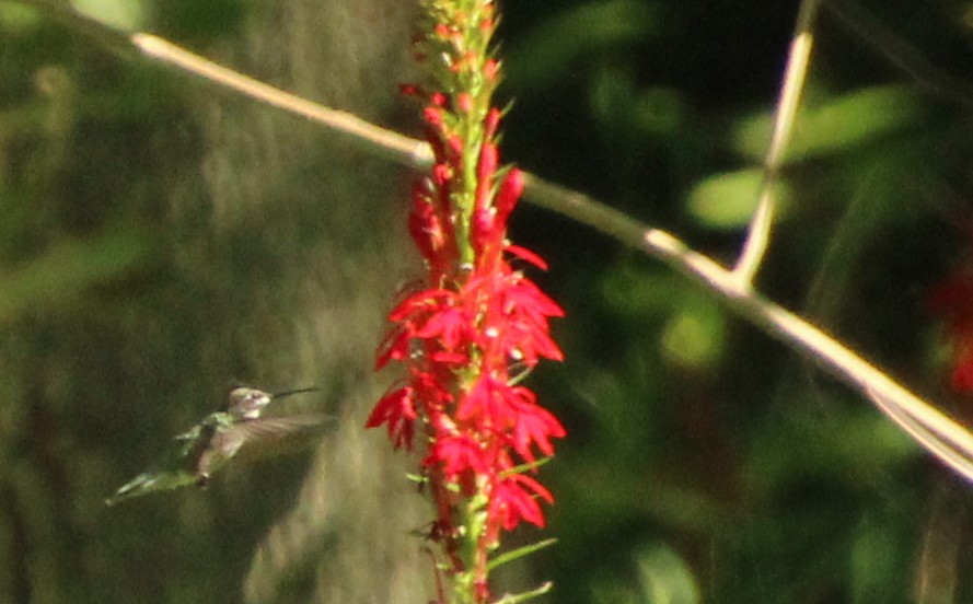 Ruby-throated Hummingbird - ML605033921