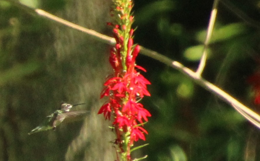 Colibri à gorge rubis - ML605033921