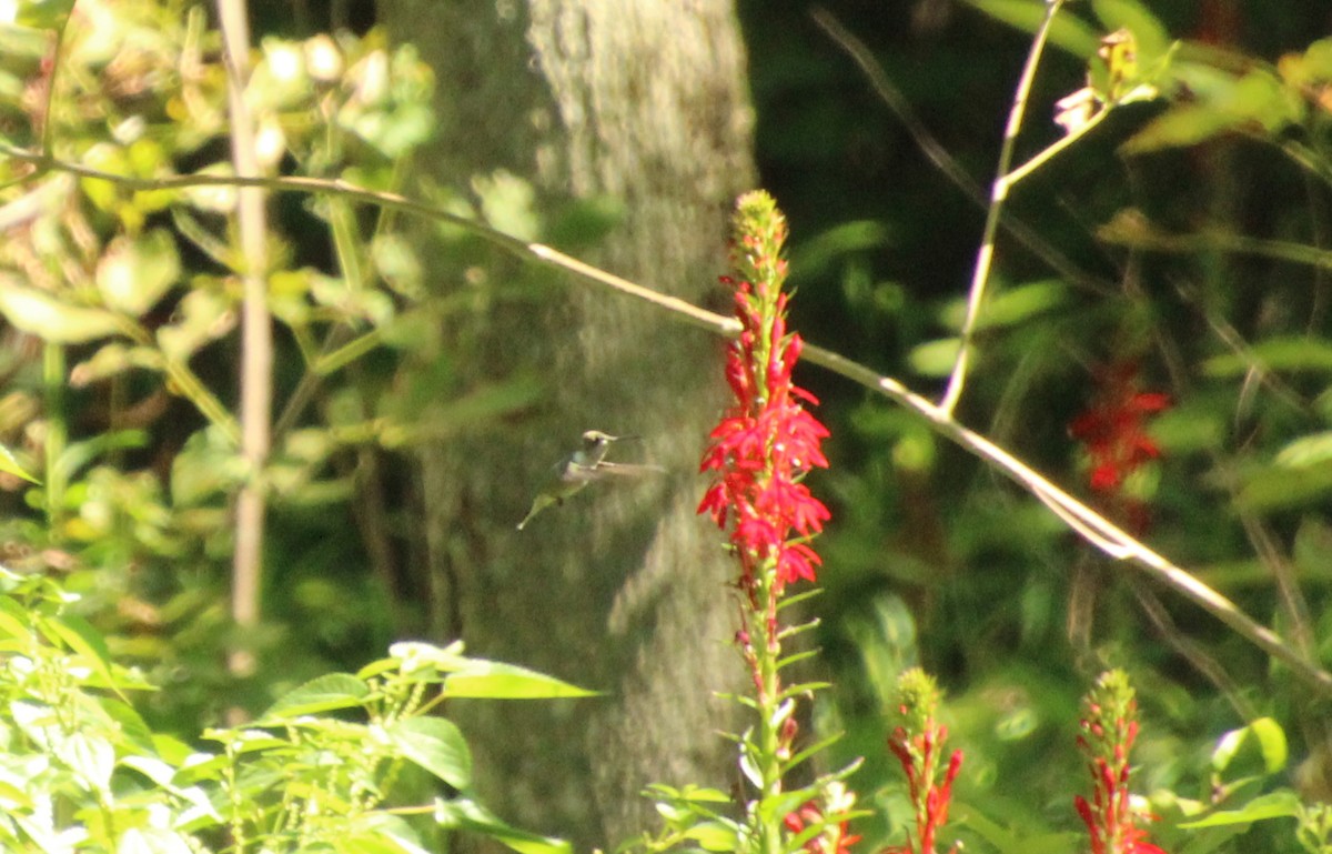 Ruby-throated Hummingbird - ML605033931